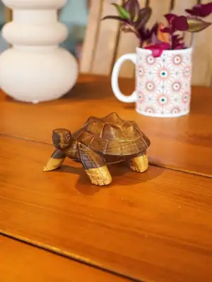 Petite tortue 3